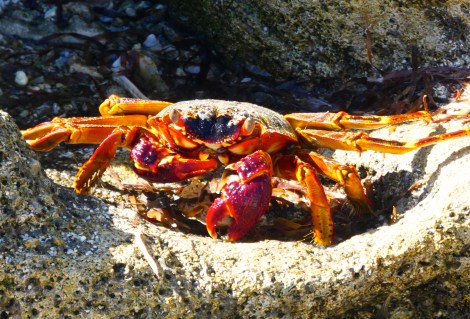 huon crab 1