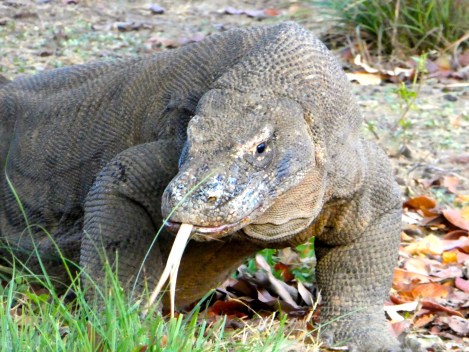 Rinca Kom showing tongue