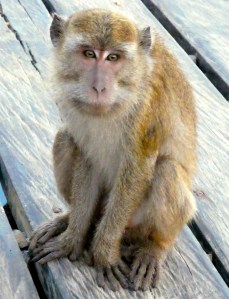 Rinca monkey 2