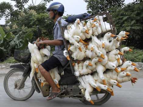 ducks on bike