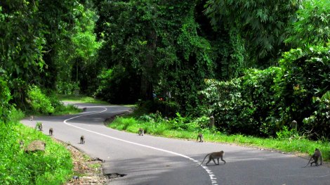 Monekys on road In Pusuk Forest
