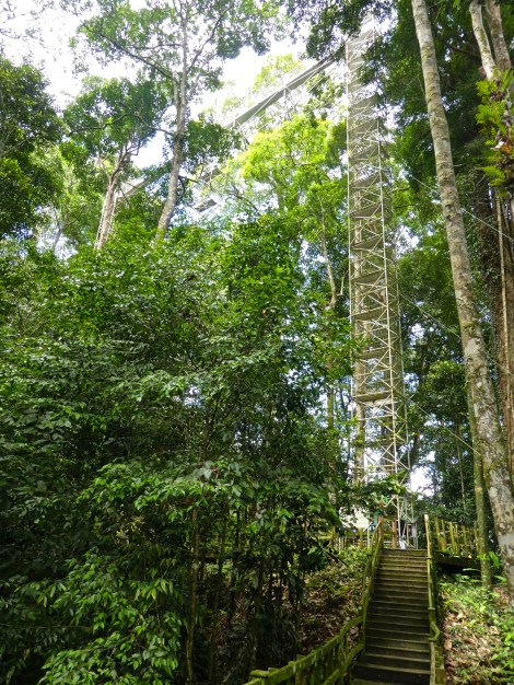 Temburong canopy climb